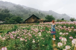 Phát hiện cánh đồng hoa hồng Ri đẹp ngất ngây ở Sapa