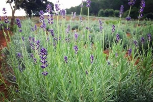 Phát hiện thêm cánh đồng hoa lavender tuyệt đẹp ở Đà Lạt