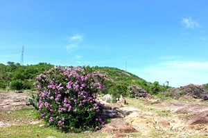 Phượt Phan Dũng - điểm vàng trên cung trek đẹp nhất Việt Nam