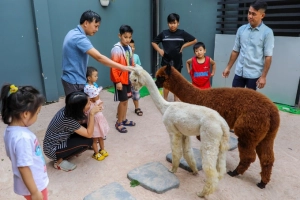 Quán cà phê cho khách chơi với lạc đà