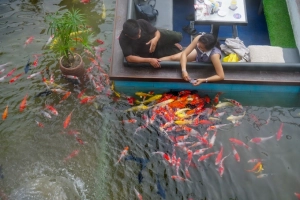 Quán cà phê cho khách ngồi dưới mặt nước ngắm cá Koi