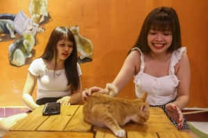 Quán cà phê cho khách nhận mèo về nuôi ở Sài Gòn