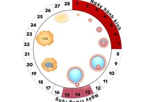 Quan hệ trước / sau 7 ngày có kinh nguyệt có thai không?