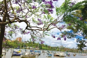 Queensland - vùng đất thơ mộng xứ chuột túi