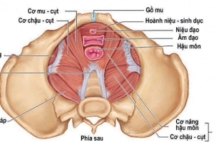 Rối loạn chức năng sàn chậu: Đặc điểm, triệu chứng và cách điều trị