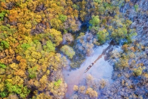 Rừng thu Rú Chá qua góc ảnh flycam