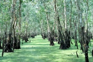 Rừng tràm Trà Sư, bữa tiệc màu xanh mùa nước nổi