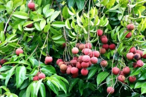 Rừng vải cổ thụ sai trĩu quả giữa đảo Cát Bà