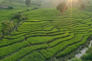 Ruộng bậc thang Chư Sê nhìn từ trên cao