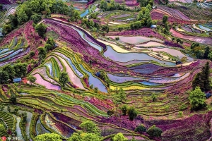 Ruộng bậc thang đầy màu sắc lạ mắt ở Vân Nam