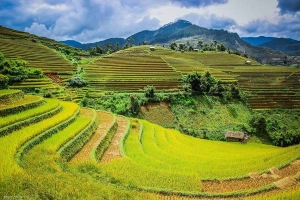 Ruộng bậc thang Mù Cang Chải thơ mộng mùa lúa chín