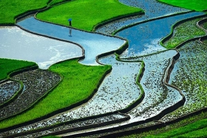 Ruộng bậc thang ở Việt Nam trong top &#8216;cảnh quan đẹp nhất&#8217;