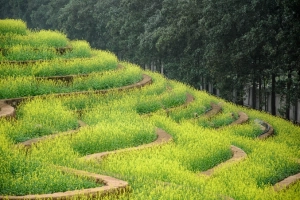 Ruộng hoa bậc thang &#8216;gây sốt&#8217; ở Hà Nội