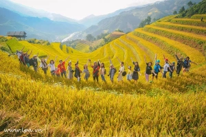 Sắc vàng lúa chín trên rẻo cao ở Mù Cang Chải