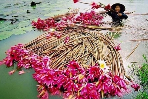 Sắp đến mùa hoa súng nở khắp hai miền Nam - Bắc