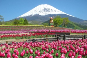 Shizuoka: miền quê bình yên ở xứ mặt trời mọc