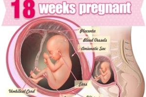 Sự phát triển của thai nhi tuần 18