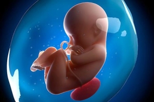 Sự phát triển của thai nhi tuần 20