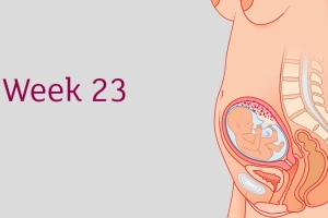 Sự phát triển của thai nhi tuần 23
