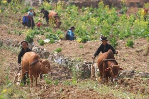 Sự sống nảy mầm từ những hốc đá Hà Giang