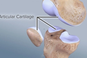 Sụn tăng trưởng ở trẻ có chức năng gì?