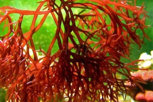 Tác dụng làm mờ sẹo sáng da từ chiết xuất tảo đỏ