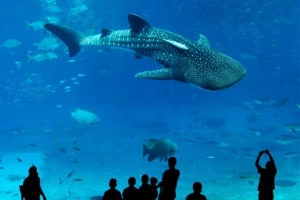 Tại sao bạn nên ghé Okinawa khi du lịch Nhật Bản?