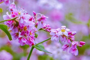 Tam giác mạch - loài hoa khiến nhiều du khách bất ngờ