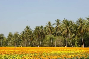 Tháng 1 nhớ đừng bỏ qua lễ hội làng hoa Sa Đéc miền Tây Nam Bộ