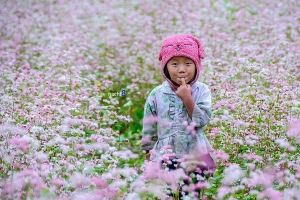 Tháng 10 rủ nhau du lịch Hà Giang ngắm hoa tam giác mạch
