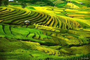 Tháng 9 này, đến Yên Bái thăm mùa vàng Mù Cang Chải