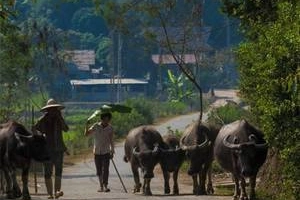 Theo chân Desmond Wong khám phá Việt Nam qua &#8220;Trekking Hanoi&#8221;