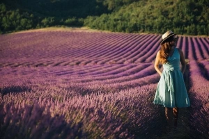 Thiên đường oải hương tràn sắc tím giữa lòng Provence