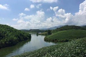 Thơ mộng đảo chè Thanh Chương