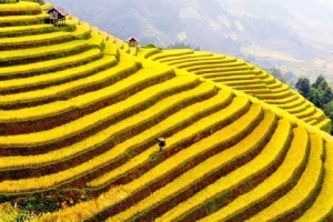 Thời gian và địa điểm lý tưởng ngắm lúa chín phía Bắc