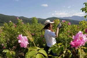 Thung lũng hoa hồng thơ mộng giữa núi đồi Bulgaria