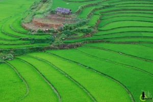 Thung lũng lúa xanh rì trong lõi rừng Yên Bái
