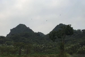 Thung Nham - nơi hàng nghìn cánh chim trú ngụ