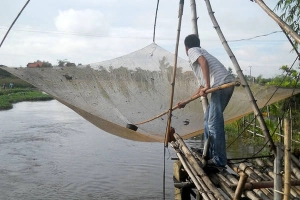 Thủng thỉnh mùa cá luối
