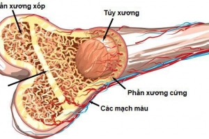 Tỉ lệ mất xương trong cơ thể theo độ tuổi