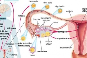 Tìm hiểu về thuốc kích trứng Gonadotropin