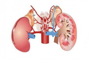 Tìm hiểu xét nghiệm đánh giá độ lọc cầu thận