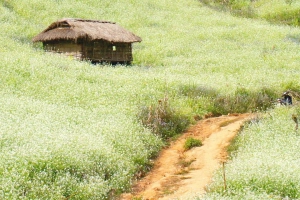 Tour Mộc Châu trải nghiệm đi bộ trên cầu kính dài nhất thế giới