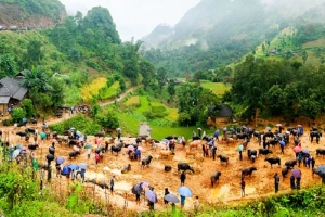 Trải nghiệm chợ trâu Cán Cấu