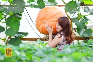Trải nghiệm du lịch nhà vườn ở Đà Lạt