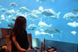 Trải nghiệm dùng bữa giữa lòng đại dương cực lãng mạn ở thủy cung S.E.A. Aquarium