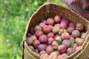 Tranh thủ đang vào mùa, rủ nhau lên cao nguyên Mộc Châu hái mận hậu