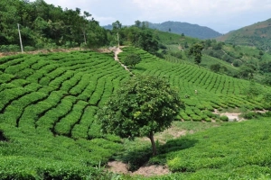 Trốn Hà Nội lên Suối Giàng tránh nóng