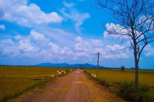 Tứ Phương Thất Đảo - khu miệt vườn giống hệt miền Tây ở Vũng Tàu