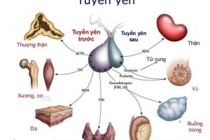 Tuyến yên nằm ở đâu và vai trò tiết ra hormone tăng trưởng?